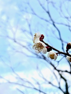 IMG_0403.jpg