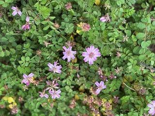 IMG_0594.jpg