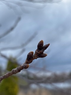 IMG_0618.JPG