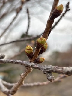 IMG_0635.JPG