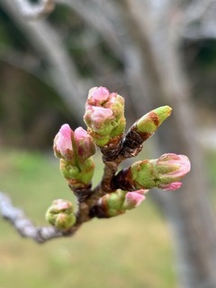 IMG_0671.jpg