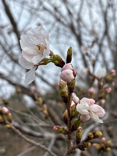 IMG_0675.JPG