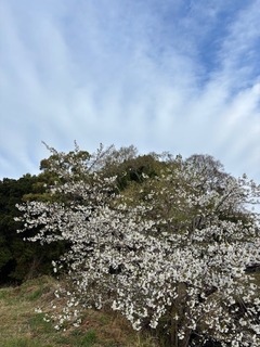 IMG_0678.jpg