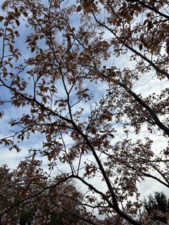 IMG_0679.jpg