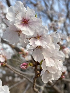 IMG_0709.JPG