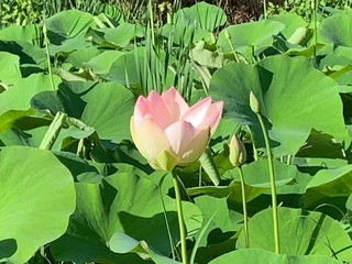 IMG_0769.jpg