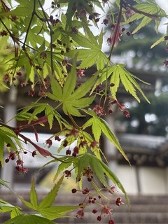IMG_0772.JPG