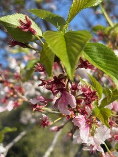 IMG_0796.JPG