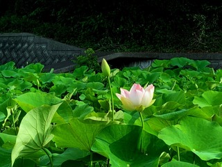 IMG_0817.jpg