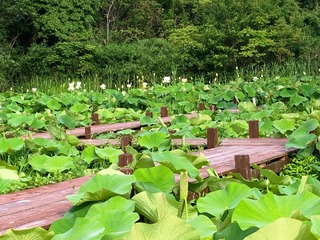IMG_0827.jpg