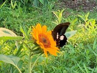 IMG_0890.jpg