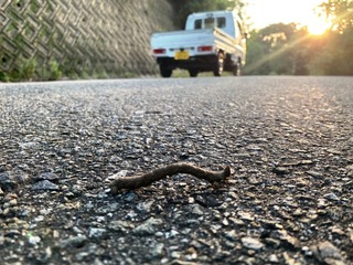 IMG_0908.jpg