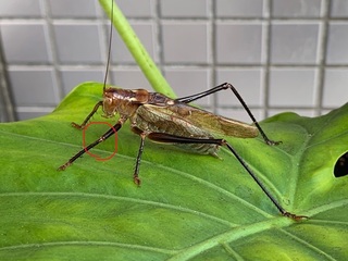 IMG_1039-1.jpg