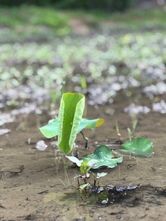 IMG_1247.jpg