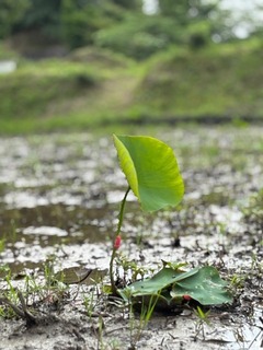 IMG_1248.jpg