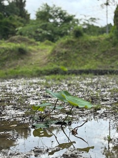 IMG_1250.jpg