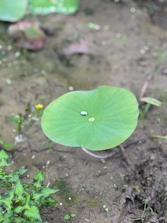 IMG_1501.jpg