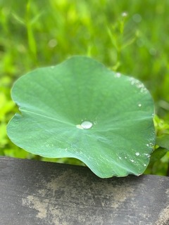 IMG_1503.jpg