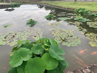 IMG_1651.jpg