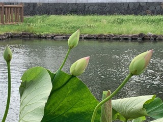 IMG_1669.JPG