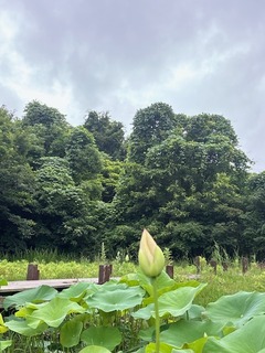 IMG_1687.JPG