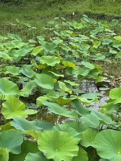 IMG_1691.jpg