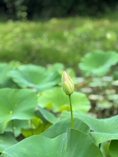 IMG_1696.jpg