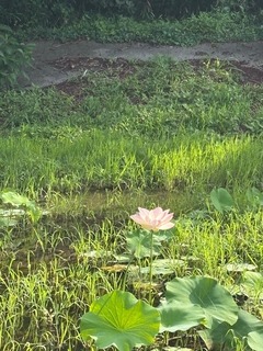 IMG_1703.jpg