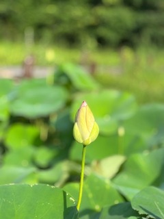 IMG_1704.jpg