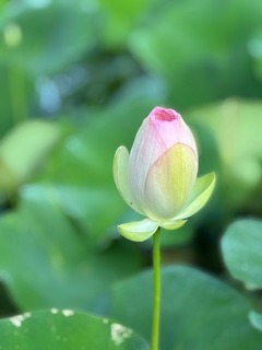 IMG_1731.jpg