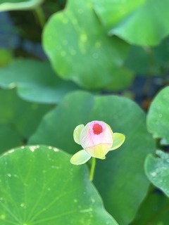 IMG_1733.jpg