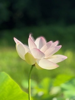 IMG_1762.jpg