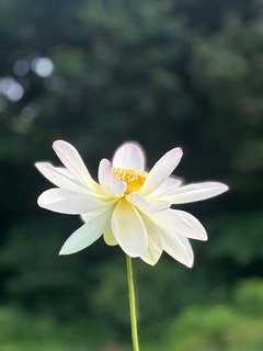 IMG_1783.jpg