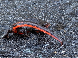 IMG_1987.jpg