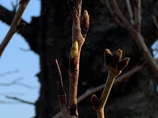 IMG_1992.jpg