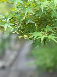 IMG_2135.jpg