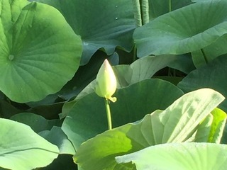 IMG_3570.JPG