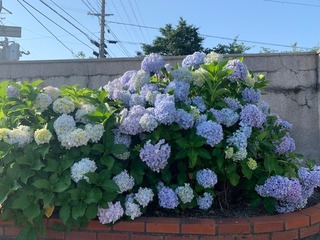 IMG_3731.jpg