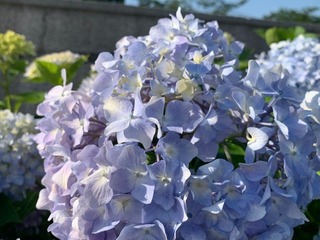 IMG_3732.jpg