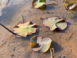 IMG_5581.jpg