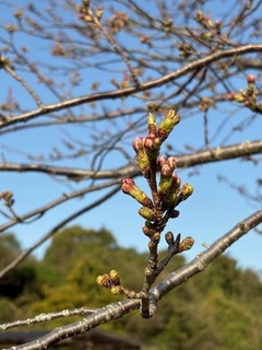 IMG_6871.JPG