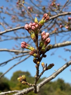 IMG_6877.JPG