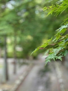 IMG_8109.jpg